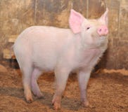 Pequeño cerdo Pequeño cerdo
