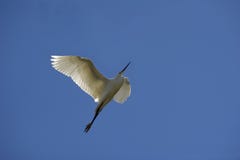 Pequeño Egret fotografía de archivo Pequeño Egret fotografía de archivo