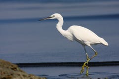 Pequeño egret imagenes de archivo Pequeño egret imagenes de archivo