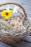 Pequeño gato en cesta de mimbre Imágenes de archivo libres de regalías Pequeño gato en cesta de mimbre Imágenes de archivo libres de regalías