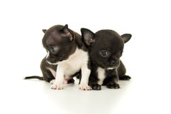 Pequeño juego hermoso del perrito dos fotografía de archivo libre de regalías Pequeño juego hermoso del perrito dos fotografía de archivo libre de regalías
