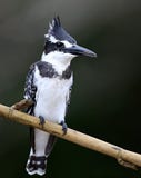 Pequeño kingfischer en un brunch seco en el hábitat de la naturaleza foto de archivo Pequeño kingfischer en un brunch seco en el hábitat de la naturaleza foto de archivo