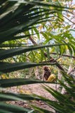Pequeño mono con el coco amarillo que se sienta en bosque verde de la palma imágenes de archivo libres de regalías Pequeño mono con el coco amarillo que se sienta en bosque verde de la palma imágenes de archivo libres de regalías