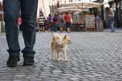 Pequeño perro de la ciudad imágenes de archivo libres de regalías Pequeño perro de la ciudad imágenes de archivo libres de regalías