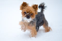Pequeño perro en nieve Yorkshire Terrier fotografía de archivo libre de regalías Pequeño perro en nieve Yorkshire Terrier fotografía de archivo libre de regalías