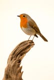 Pequeño pájaro hermoso imágenes de archivo libres de regalías Pequeño pájaro hermoso imágenes de archivo libres de regalías