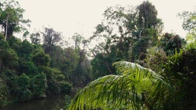 Pequeño río en la selva Pequeño río en la selva