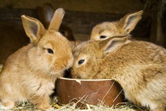 Pequeños conejos Pequeños conejos