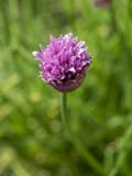Perca acima de uma flor aberta de Herb Chives culinário imagem de stock Perca acima de uma flor aberta de Herb Chives culinário imagem de stock