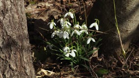 Perce-neige dans la forêt au printemps Perce-neige dans la forêt au printemps