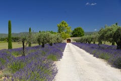 Percorso attraverso lavanda fotografia stock libera da diritti Percorso attraverso lavanda fotografia stock libera da diritti