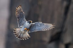 Peregrine Falcon Stock Photos Peregrine Falcon Stock Photos