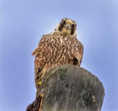 Peregrine Falcon die intens staren stock foto's Peregrine Falcon die intens staren stock foto's