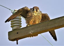 Peregrine Falcon hoog op een draad royalty-vrije stock afbeelding Peregrine Falcon hoog op een draad royalty-vrije stock afbeelding