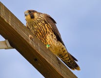 Peregrine Falcon uit uitgerekt allen royalty-vrije stock afbeeldingen Peregrine Falcon uit uitgerekt allen royalty-vrije stock afbeeldingen
