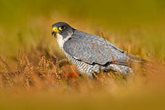 Peregrine falk arkivfoto Peregrine falk arkivfoto