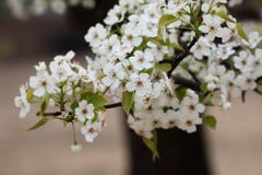 Perenbloem in April Stock Afbeelding Perenbloem in April Stock Afbeelding
