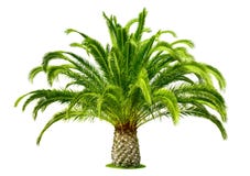 Perfect Palm Tree Isolated On White Royalty Free Stock Photos Perfect Palm Tree Isolated On White Royalty Free Stock Photos