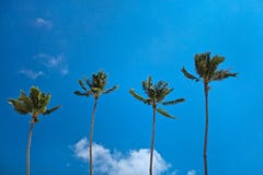 Perfect paradise coconut palm trees. Four perfect paradise coconut palm trees against clear blue sky with some clouds stock photos Perfect paradise coconut palm trees. Four perfect paradise coconut palm trees against clear blue sky with some clouds stock photos