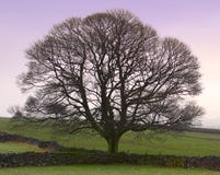 Perfect Tree - Winter Stock Photos Perfect Tree - Winter Stock Photos