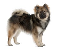 Perfil del perro de Eurasier, colocándose imagen de archivo libre de regalías Perfil del perro de Eurasier, colocándose imagen de archivo libre de regalías