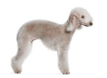 Perfil del terrier de Bedlington, colocándose imágenes de archivo libres de regalías Perfil del terrier de Bedlington, colocándose imágenes de archivo libres de regalías