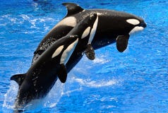 Performing Killer Whales (Orca)