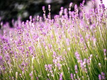 Perfumowi lawendowi kwiaty w Provence polu ja fotografia stock Perfumowi lawendowi kwiaty w Provence polu ja fotografia stock