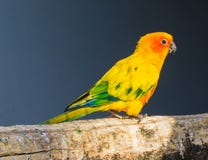 Periquito de Jandaya que camina sobre una rama en primer, un pájaro tropical colorido del Brasil fotos de archivo Periquito de Jandaya que camina sobre una rama en primer, un pájaro tropical colorido del Brasil fotos de archivo