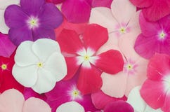 Periwinkle Flower Stock Images
