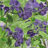 Periwinkle. Seamless pattern texture of pressed dry flowers. Stock Image Periwinkle. Seamless pattern texture of pressed dry flowers. Stock Image