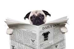 Periódico del perro foto de archivo libre de regalías Periódico del perro foto de archivo libre de regalías