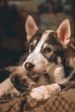 Perrito amistoso y gatito que mienten en un abrazo imagen de archivo libre de regalías Perrito amistoso y gatito que mienten en un abrazo imagen de archivo libre de regalías
