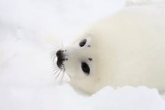 Perrito de foca de Groenlandia recién nacido imagenes de archivo Perrito de foca de Groenlandia recién nacido imagenes de archivo