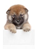 Perrito de Shiba Inu en la bandera blanca fotos de archivo Perrito de Shiba Inu en la bandera blanca fotos de archivo