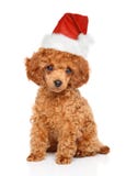 Perrito del caniche en el sombrero de Papá Noel fotos de archivo Perrito del caniche en el sombrero de Papá Noel fotos de archivo