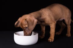 Perrito enano del perro basset en un fondo negro imagen de archivo libre de regalías Perrito enano del perro basset en un fondo negro imagen de archivo libre de regalías