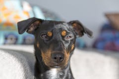 Perrito lindo que dormita apagado foto de archivo libre de regalías Perrito lindo que dormita apagado foto de archivo libre de regalías
