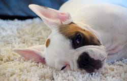 Perrito soñoliento y agujereado que miente en el piso que espera algo suceder imagen de archivo libre de regalías Perrito soñoliento y agujereado que miente en el piso que espera algo suceder imagen de archivo libre de regalías