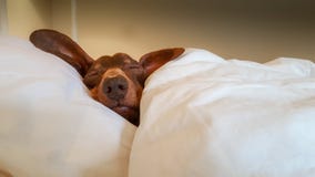 Perro basset acurrucado y dormido en cama humana imágenes de archivo libres de regalías Perro basset acurrucado y dormido en cama humana imágenes de archivo libres de regalías