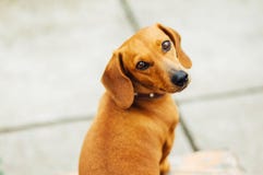 Perro basset en al aire libre Perro basset hermoso que se sienta en el w imágenes de archivo libres de regalías Perro basset en al aire libre Perro basset hermoso que se sienta en el w imágenes de archivo libres de regalías