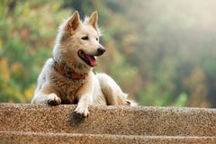 Perro blanco mullido imagen de archivo libre de regalías Perro blanco mullido imagen de archivo libre de regalías