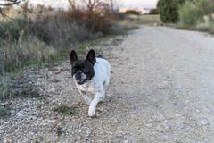 Perro blanco y negro, caminando a través del campo fotografía de archivo libre de regalías Perro blanco y negro, caminando a través del campo fotografía de archivo libre de regalías