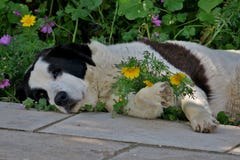 Perro blanco y negro que descansa en la hierba imágenes de archivo libres de regalías Perro blanco y negro que descansa en la hierba imágenes de archivo libres de regalías