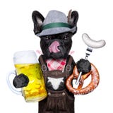Perro bávaro de la celebración de la cerveza fotos de archivo libres de regalías Perro bávaro de la celebración de la cerveza fotos de archivo libres de regalías