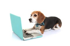 Perro casero del concepto del negocio usando el ordenador portátil Perro casero del concepto del negocio usando el ordenador portátil