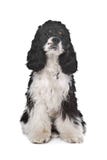 Perro de aguas de cocker americano fotografía de archivo libre de regalías Perro de aguas de cocker americano fotografía de archivo libre de regalías