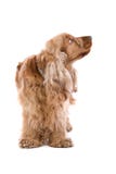 Perro de aguas de cocker lindo imágenes de archivo libres de regalías Perro de aguas de cocker lindo imágenes de archivo libres de regalías