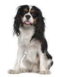 Perro de aguas de rey Charles arrogante, 1 año, sentándose imagen de archivo libre de regalías Perro de aguas de rey Charles arrogante, 1 año, sentándose imagen de archivo libre de regalías