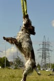 Perro de aguas ruso de la caza Perro enérgico joven en un paseo Educación de los perritos, cynology, entrenamiento intensivo de p fotografía de archivo Perro de aguas ruso de la caza Perro enérgico joven en un paseo Educación de los perritos, cynology, entrenamiento intensivo de p fotografía de archivo